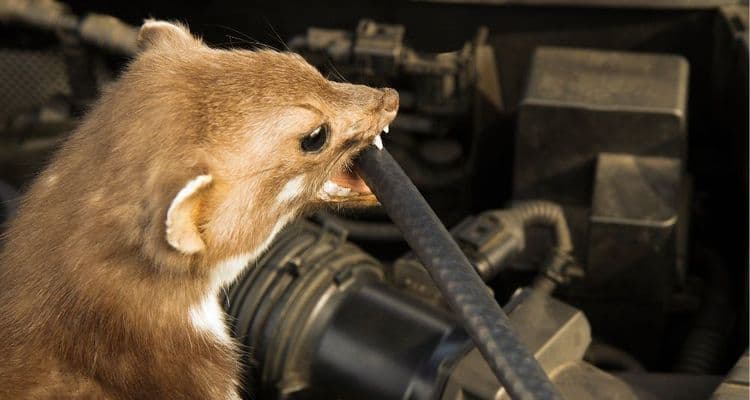 Marten bites cable